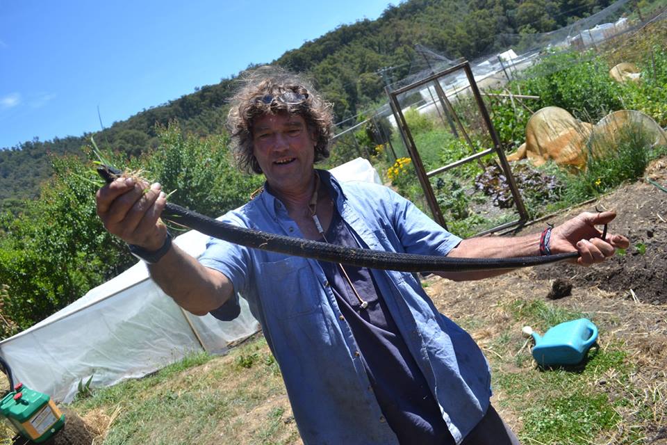 Trev with Tiger snake.