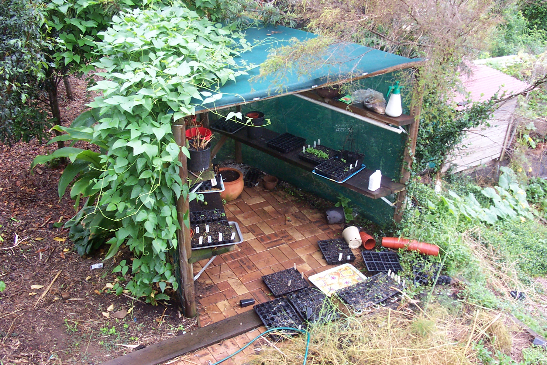 Beans growing up the potting area