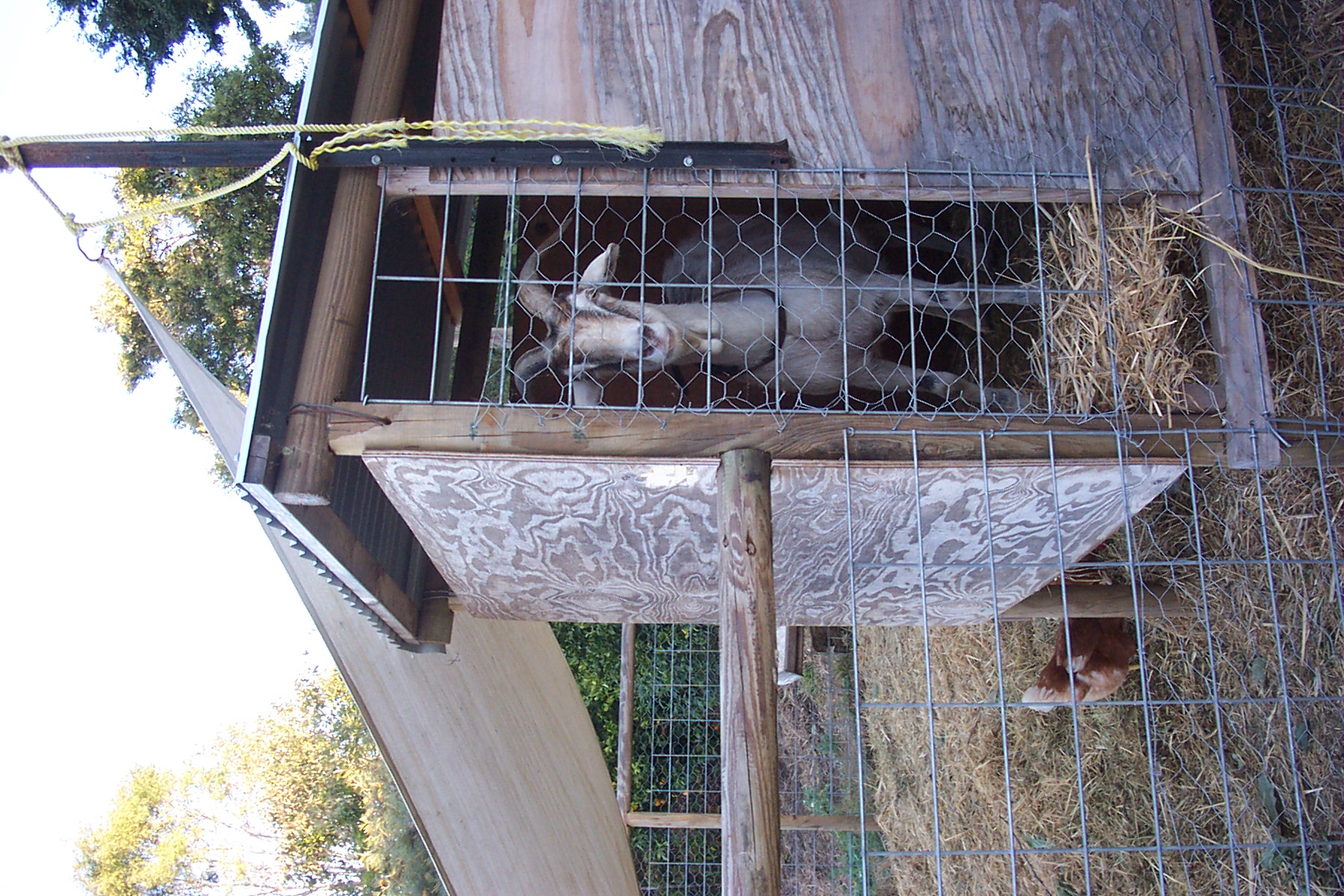 Possum in her shelter.