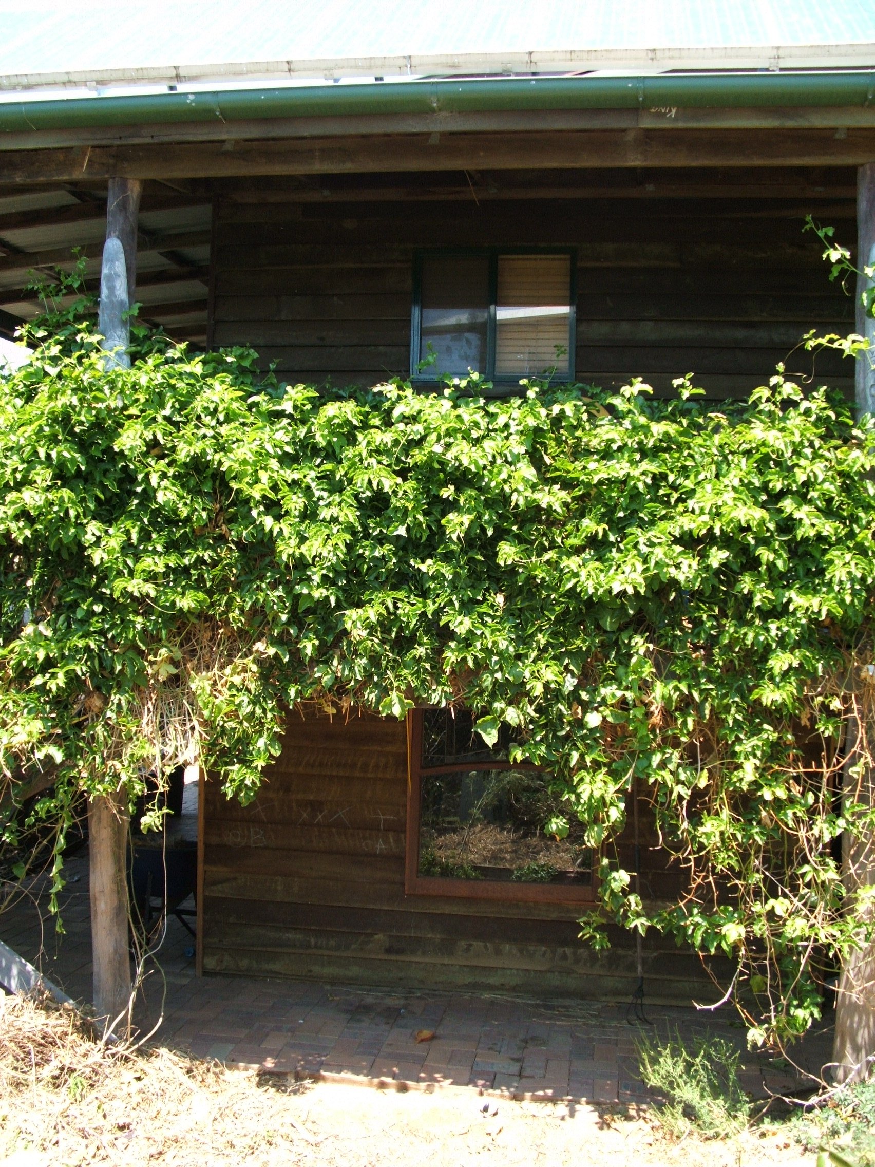 Passionfruit vine