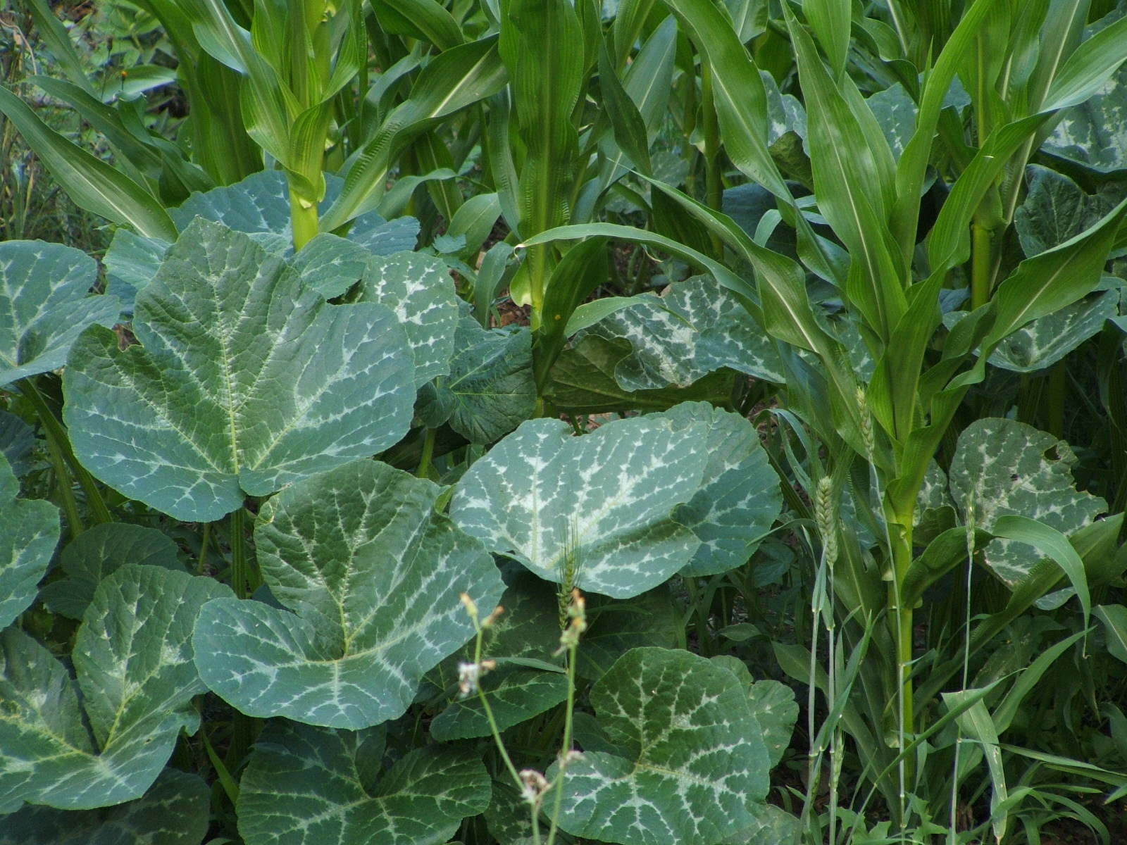 Interplanting to increase use of space