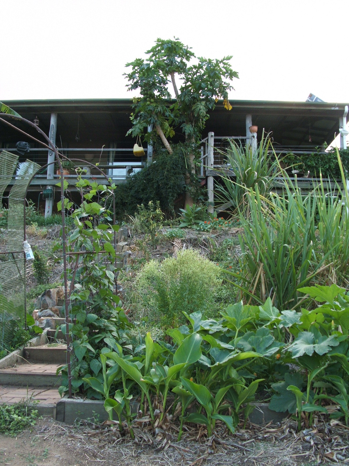 Sugarcane, pumpkins and arrowroot