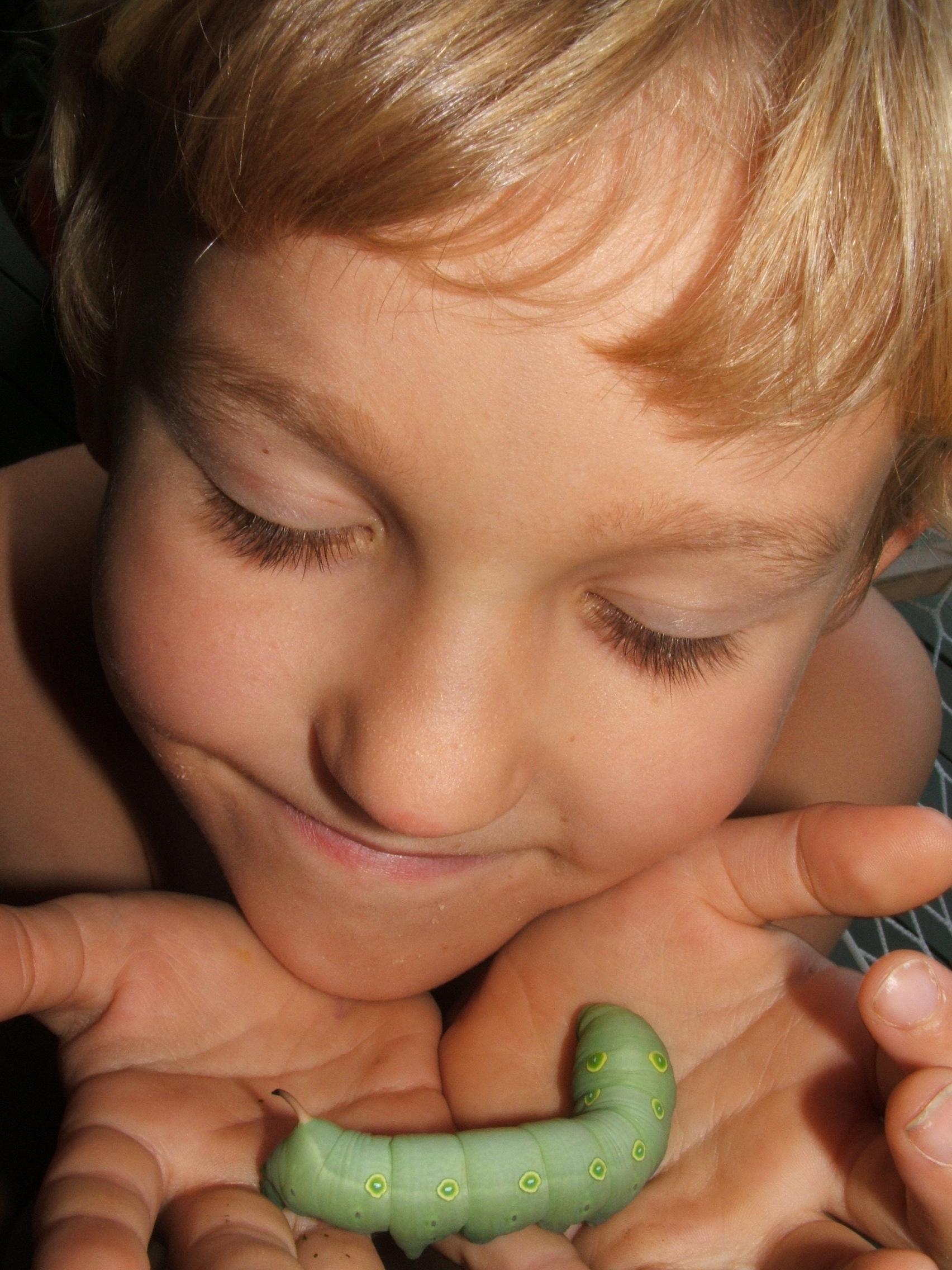 Caterpillar found on the grape vine