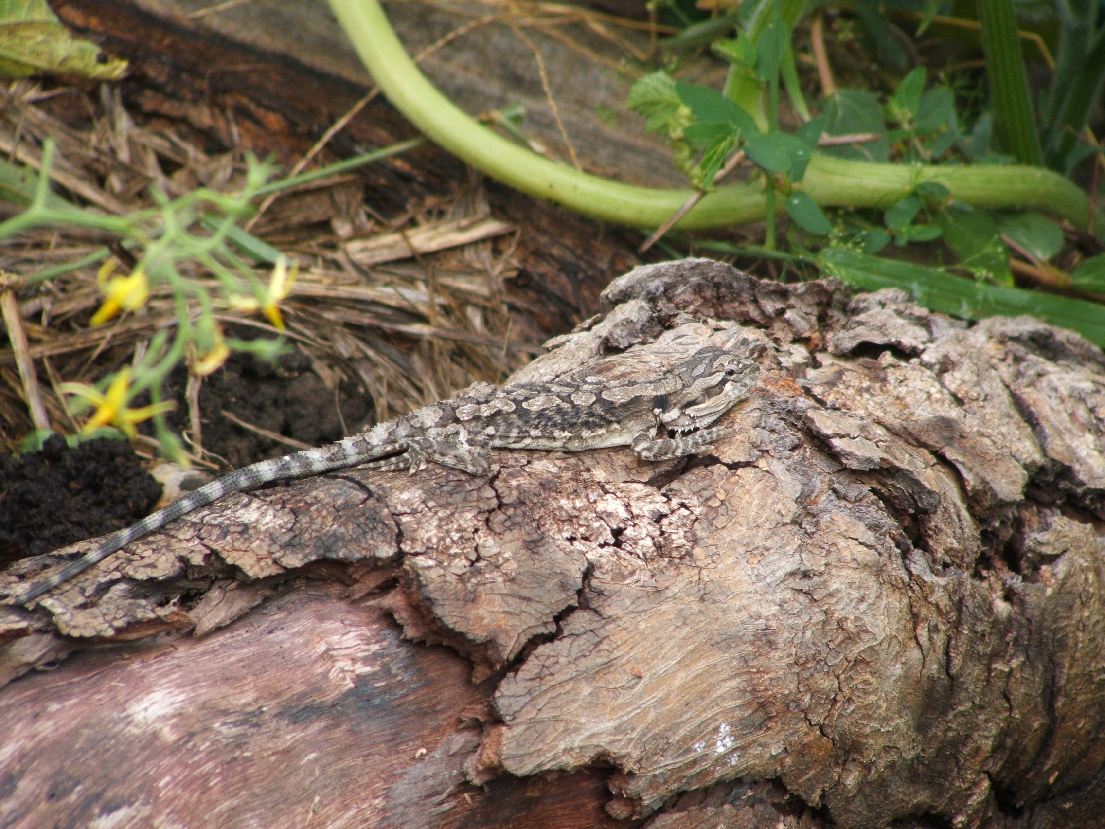 Bearded dragon