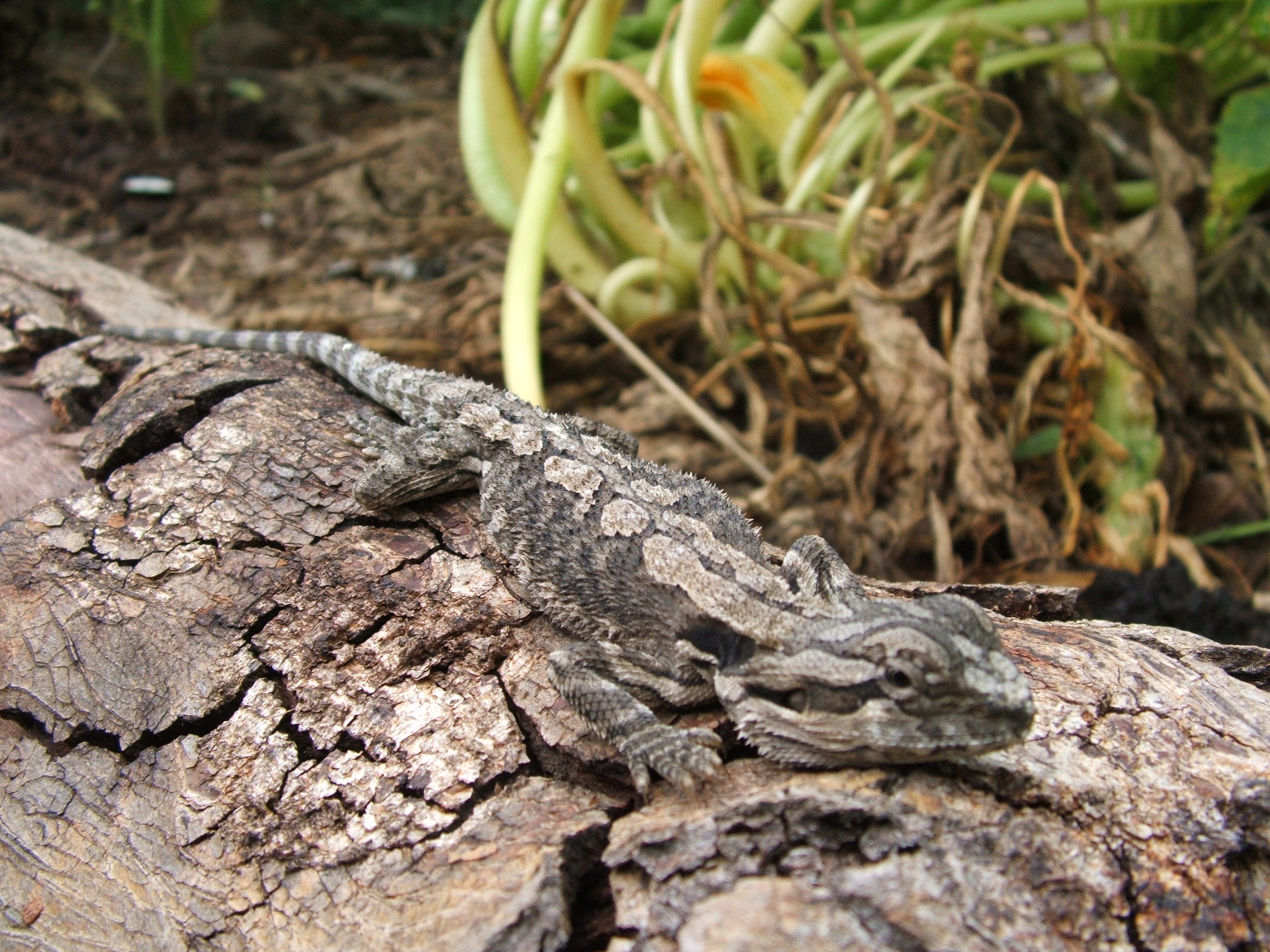 Bearded dragon