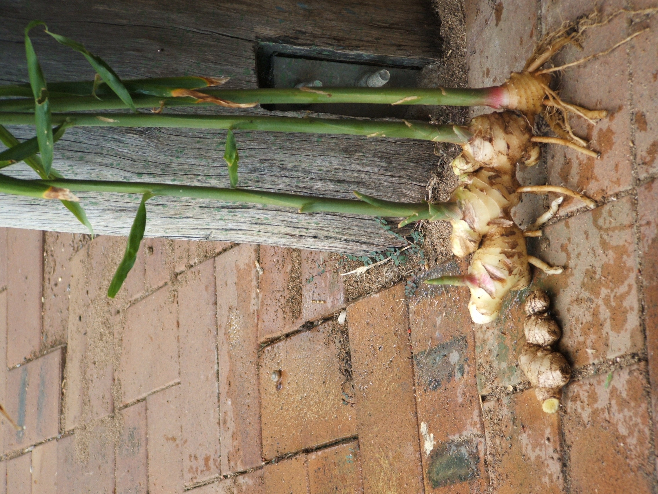 A crop of ginger some of which will end up in cooking, but most for ginger beer