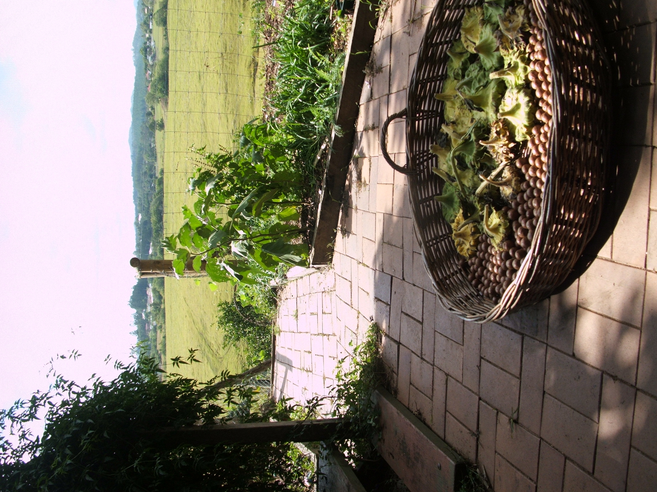 Drying sunflower heads