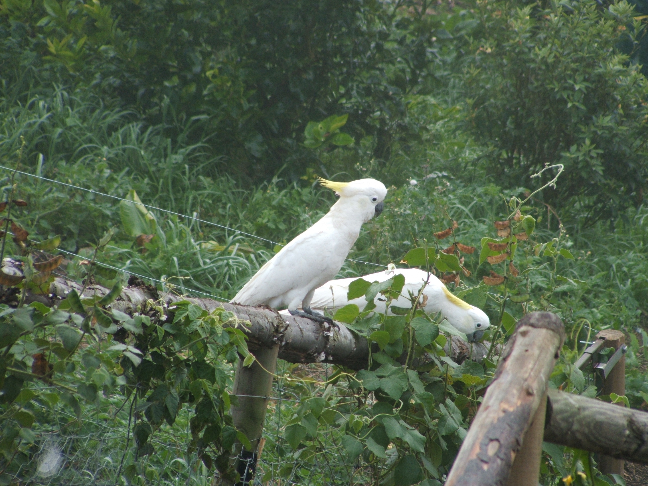 Cockatoos eating beans