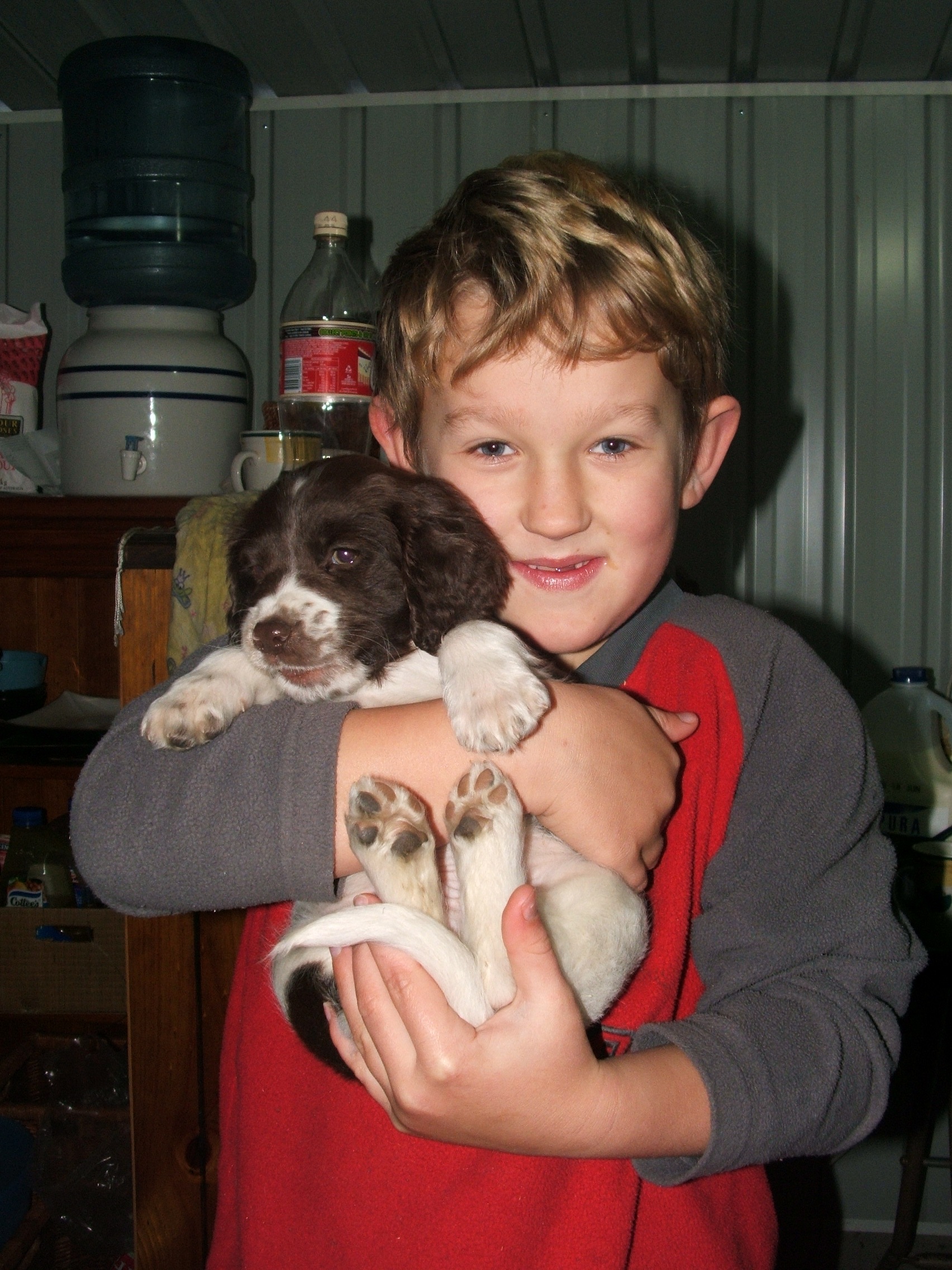 Nuju the springer spaniel becomes our most loved pet ever. RIP Nuje.