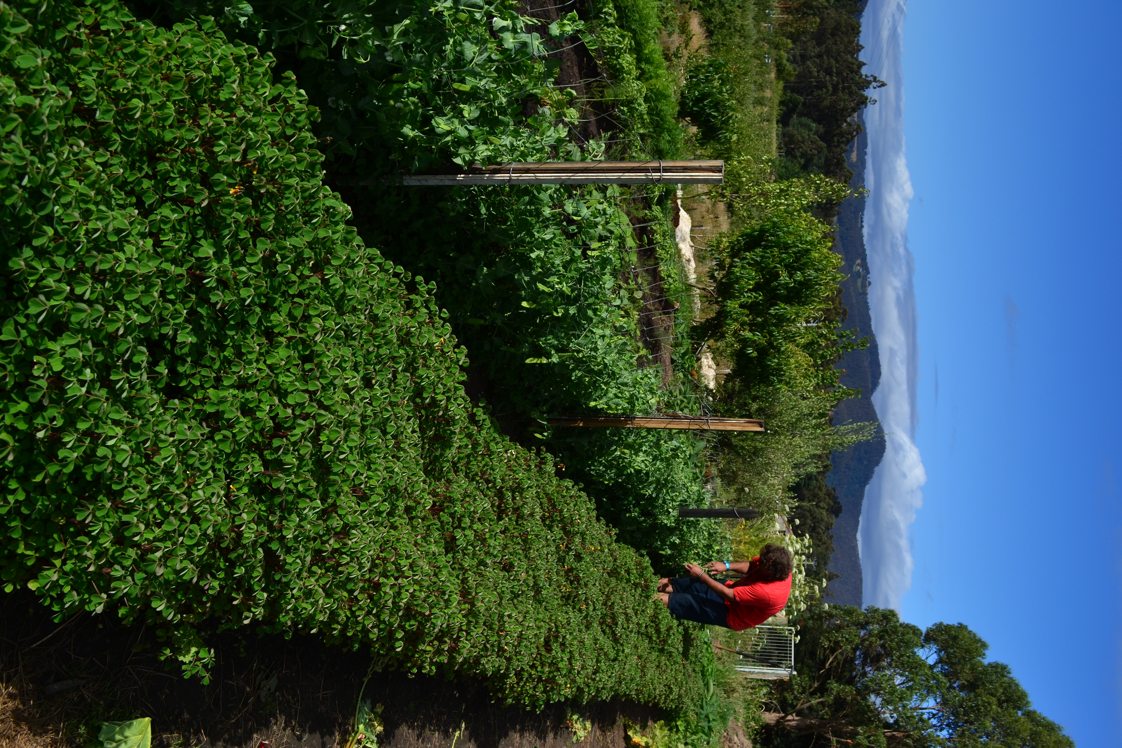 NZ yams in the market garden