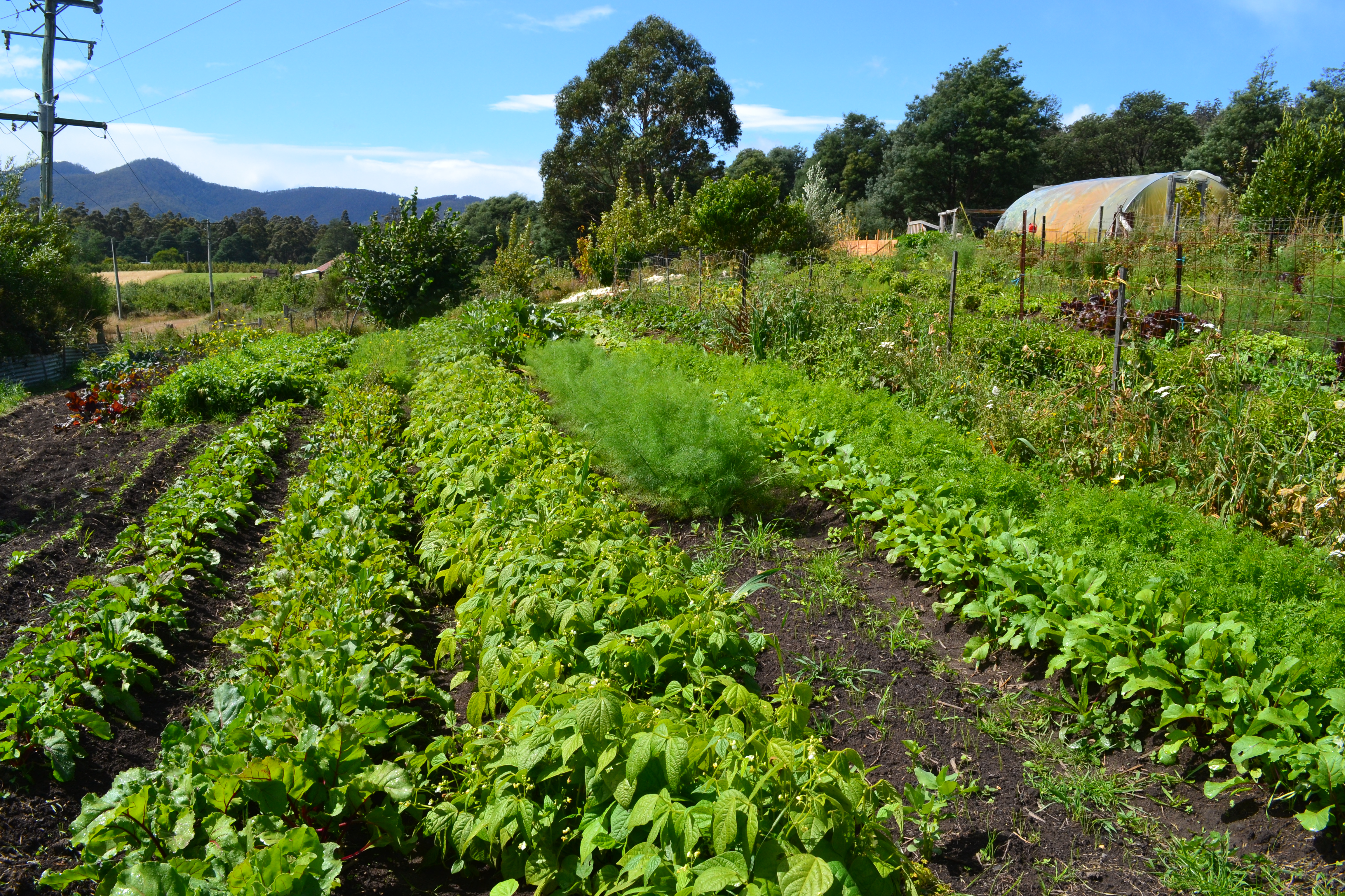 More market garden