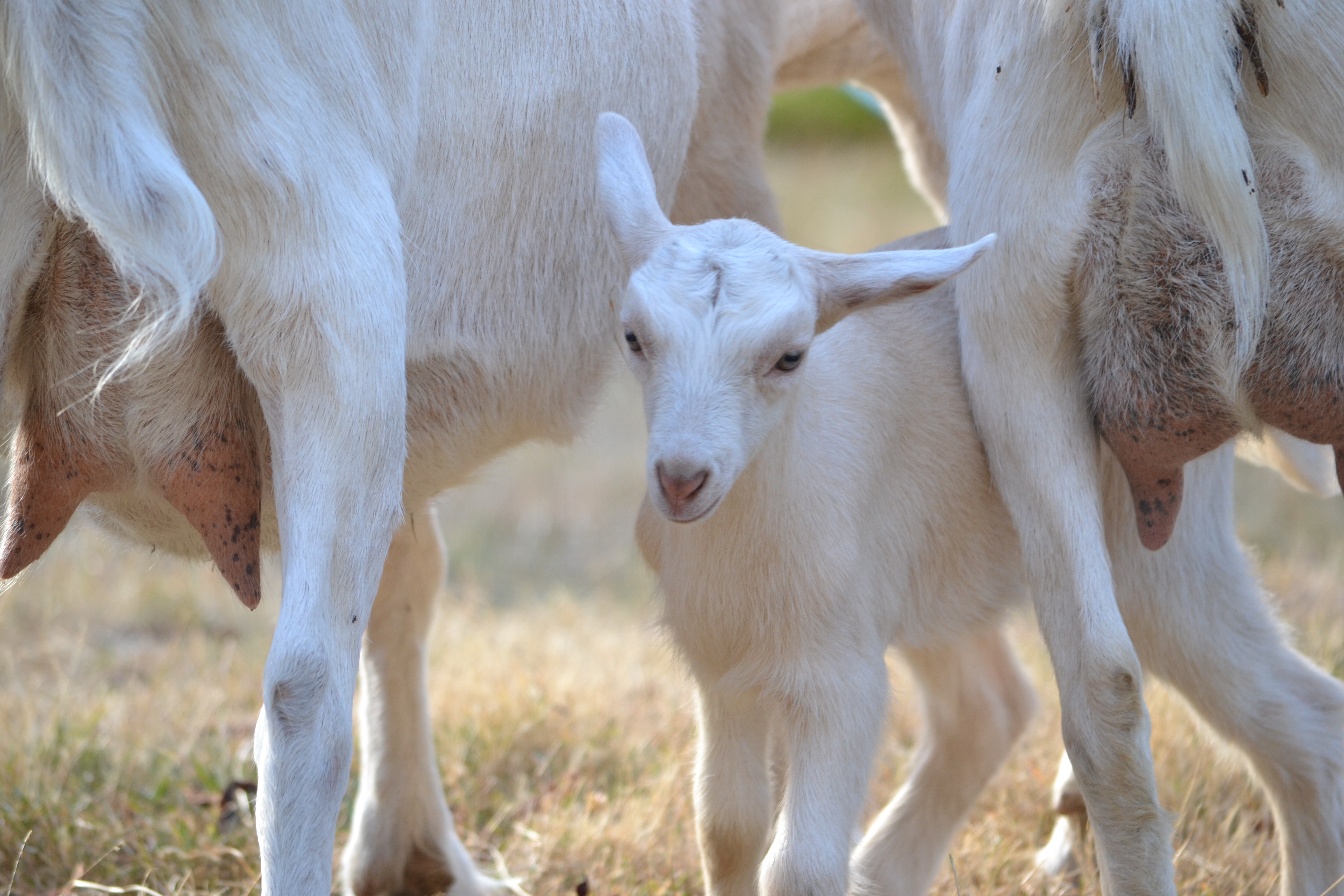 Solo with Peg & Tilly, Solo is now the matriarch and the oldest goat we have at 10ish.