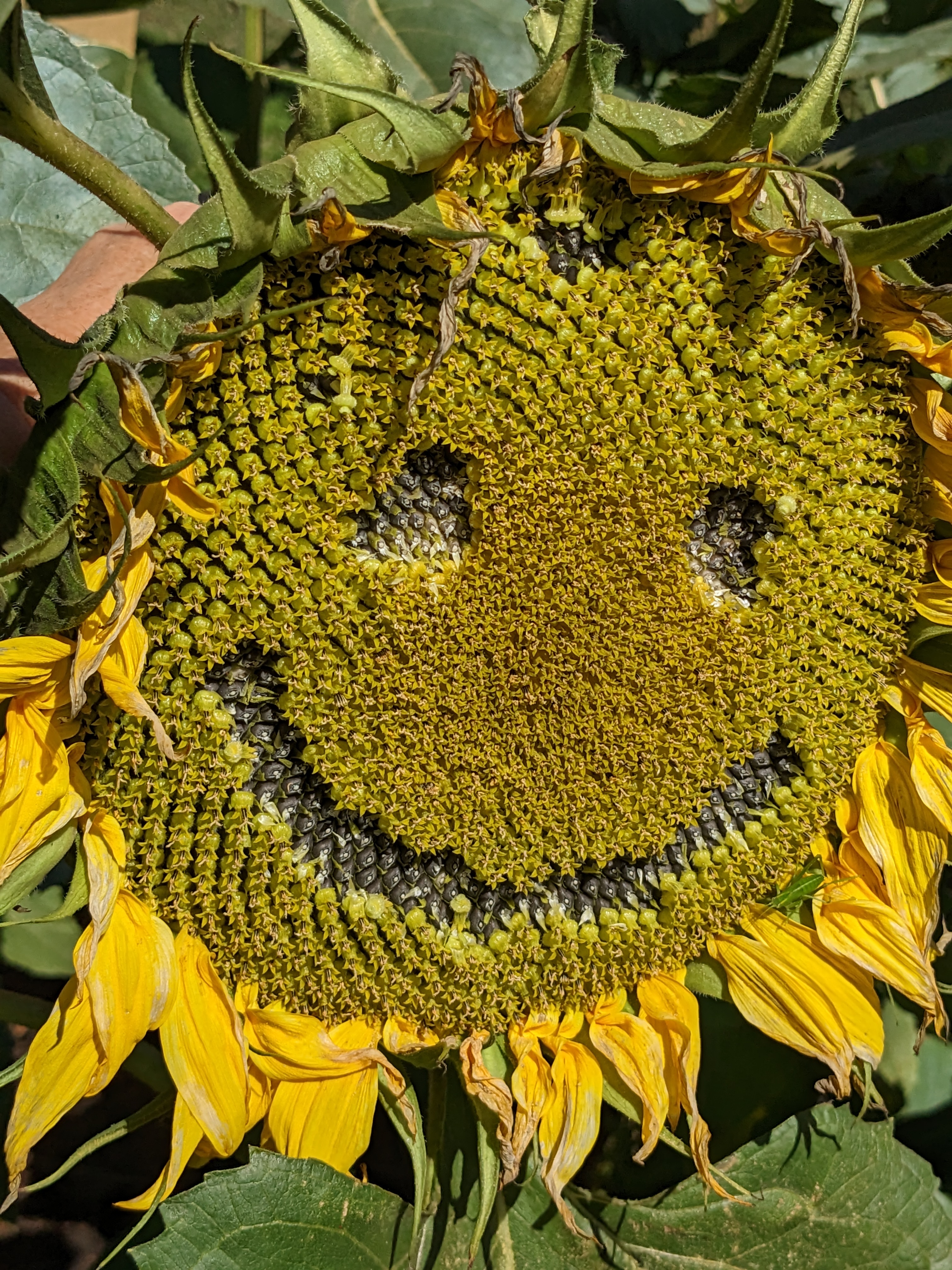 Every sunflower has a face