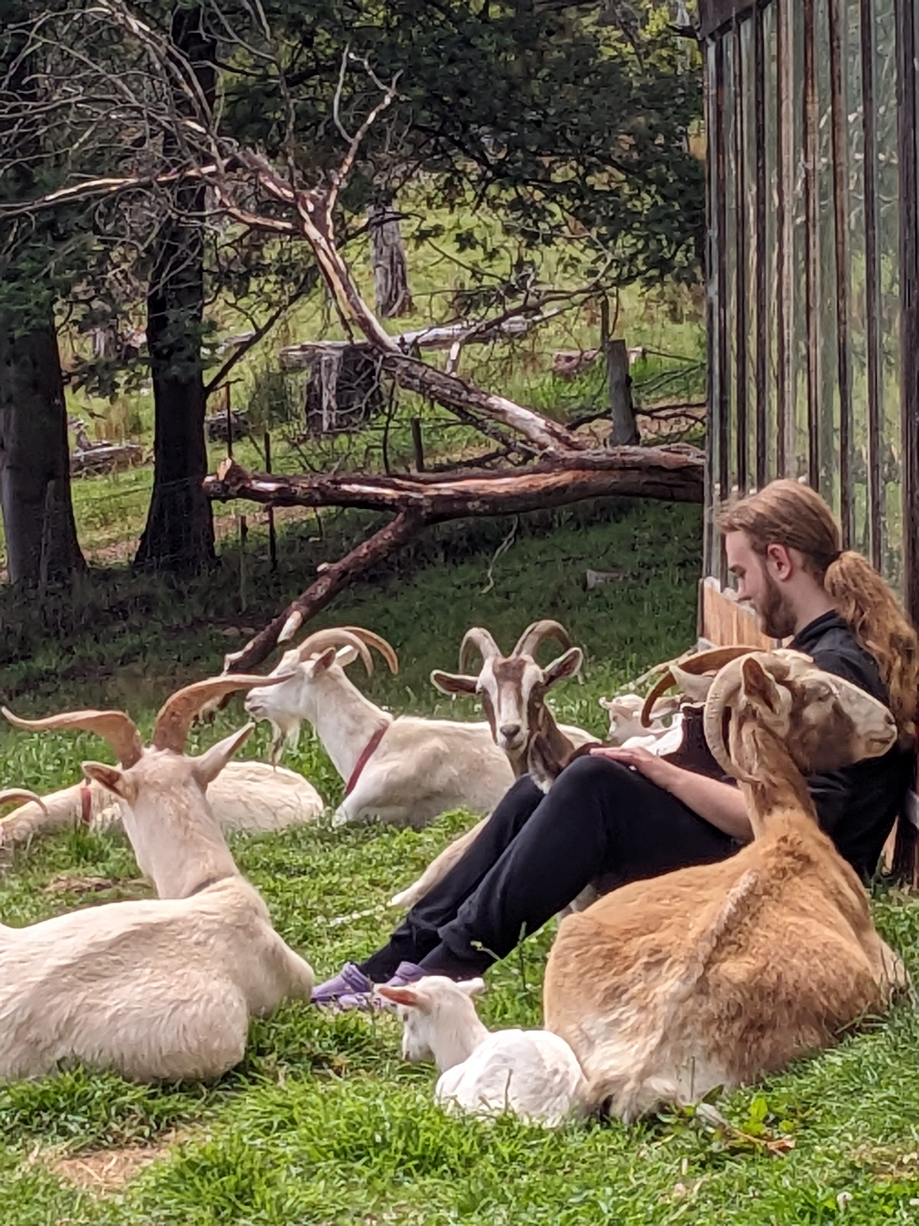 Hanging out with the herd