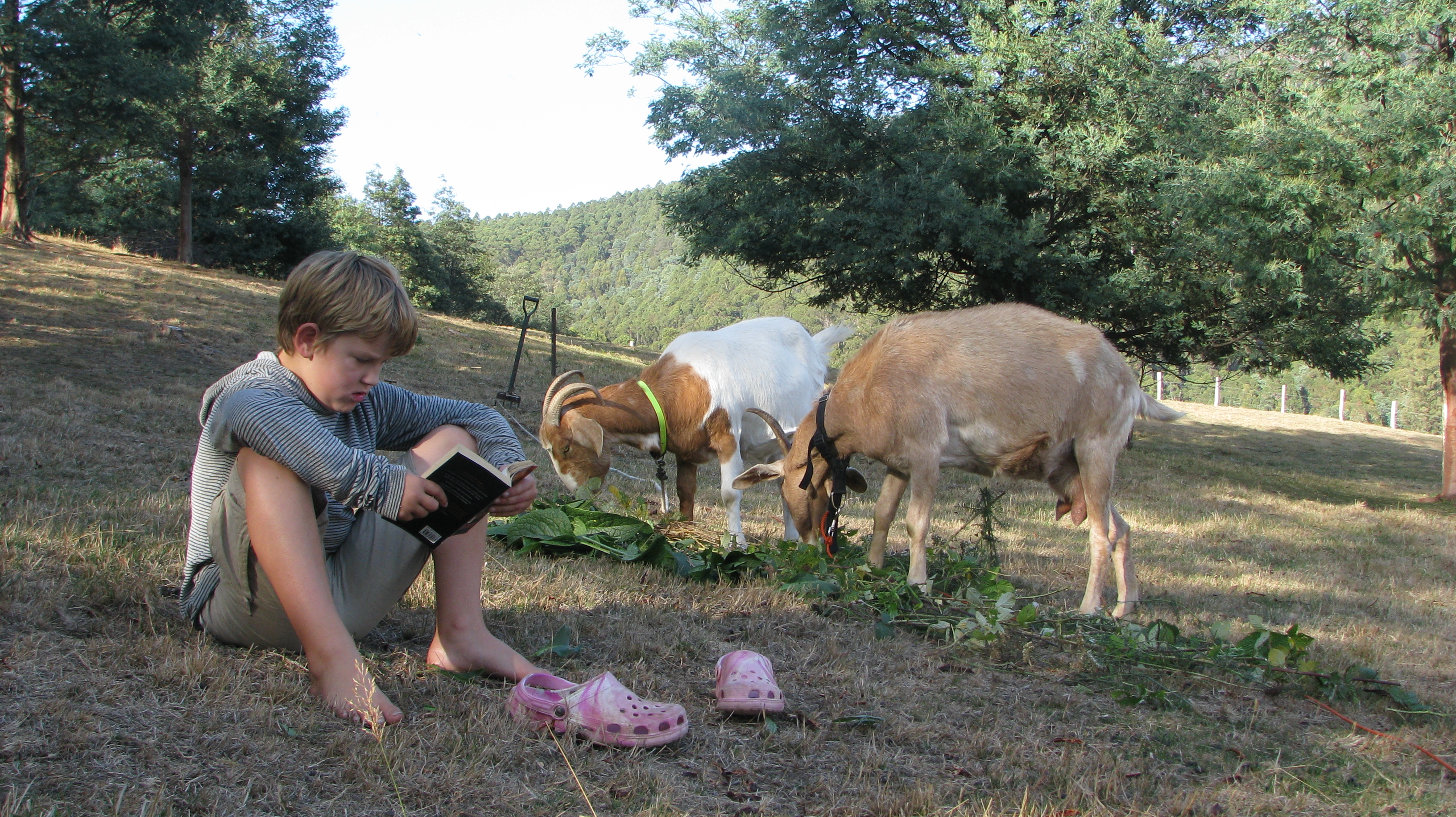 Hanging out with goats