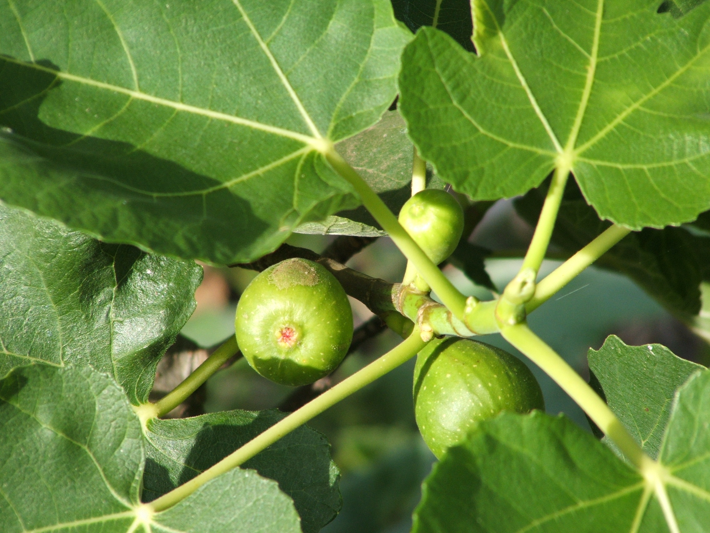 Figs