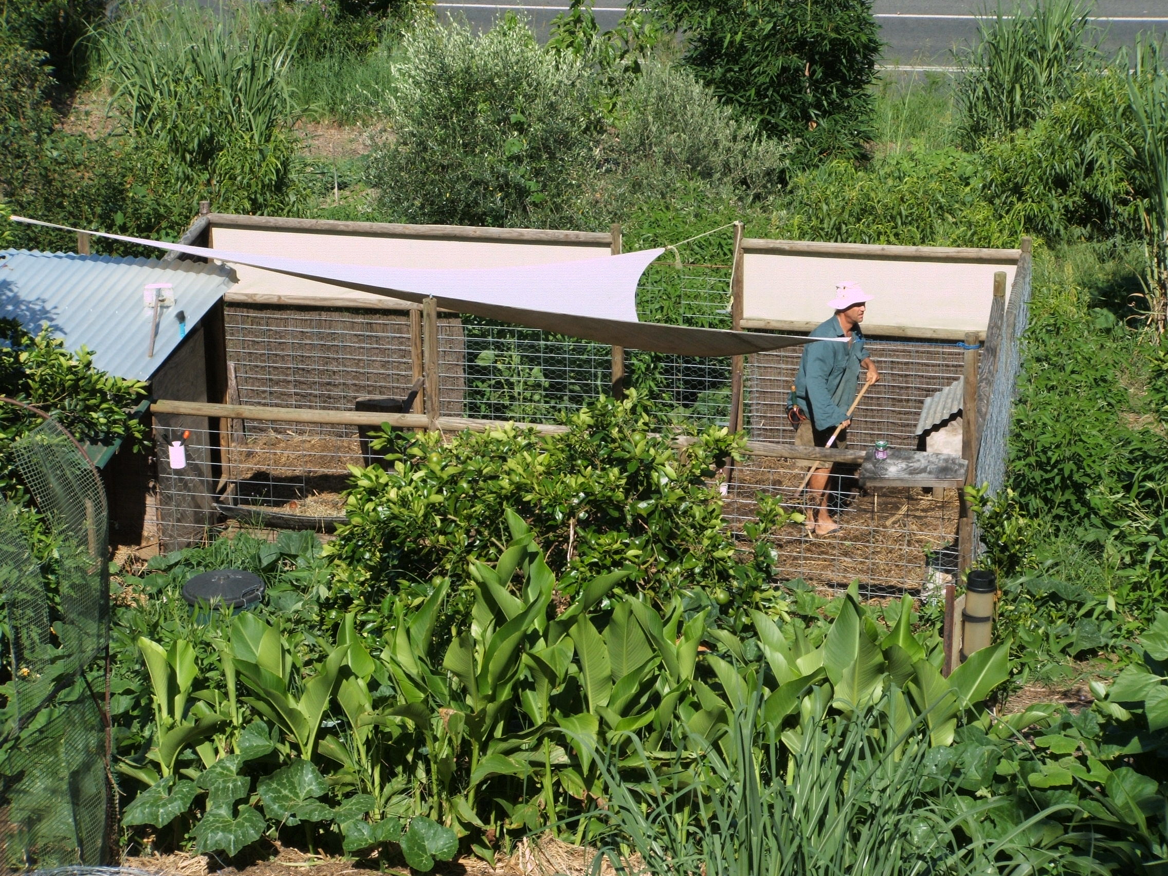 Trev working in Possum's pen