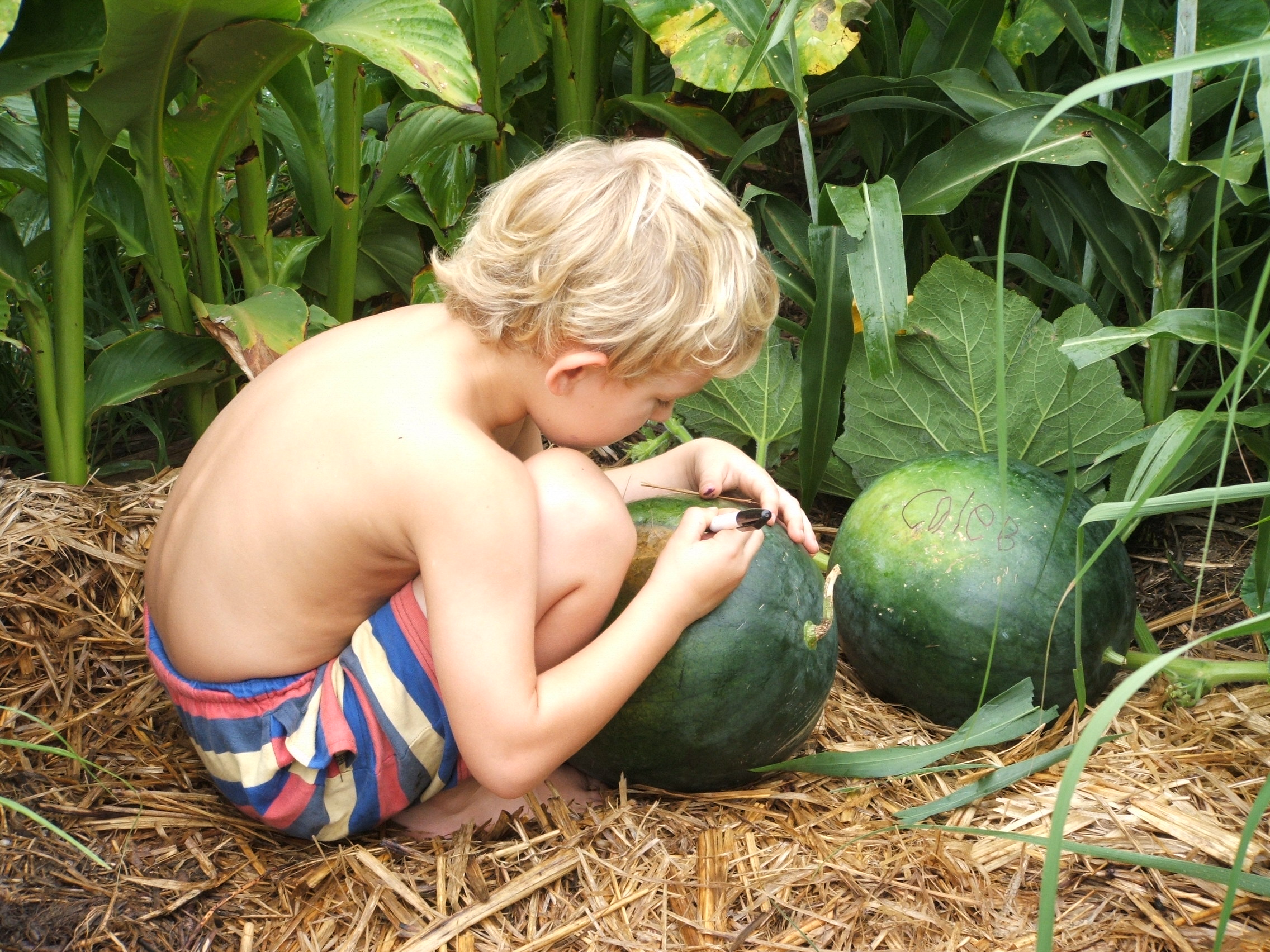 Claiming Watermelons