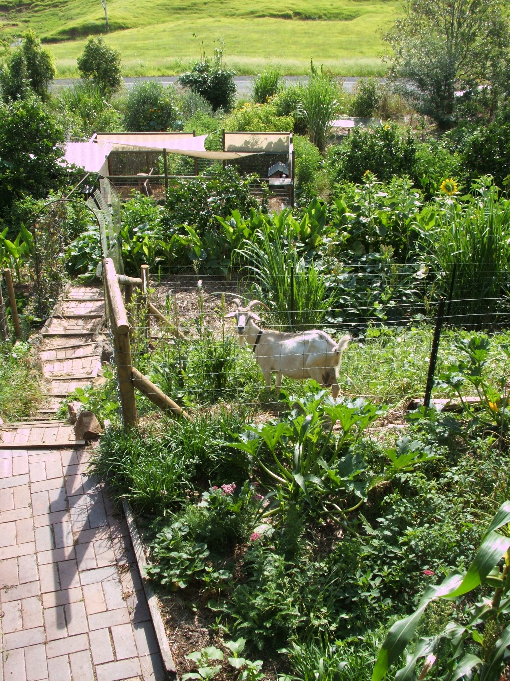 Possum in the goat food paddock