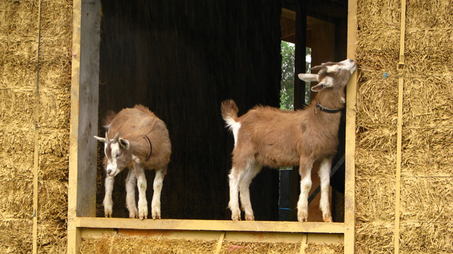 Goats in a straw bale house. Not ideal