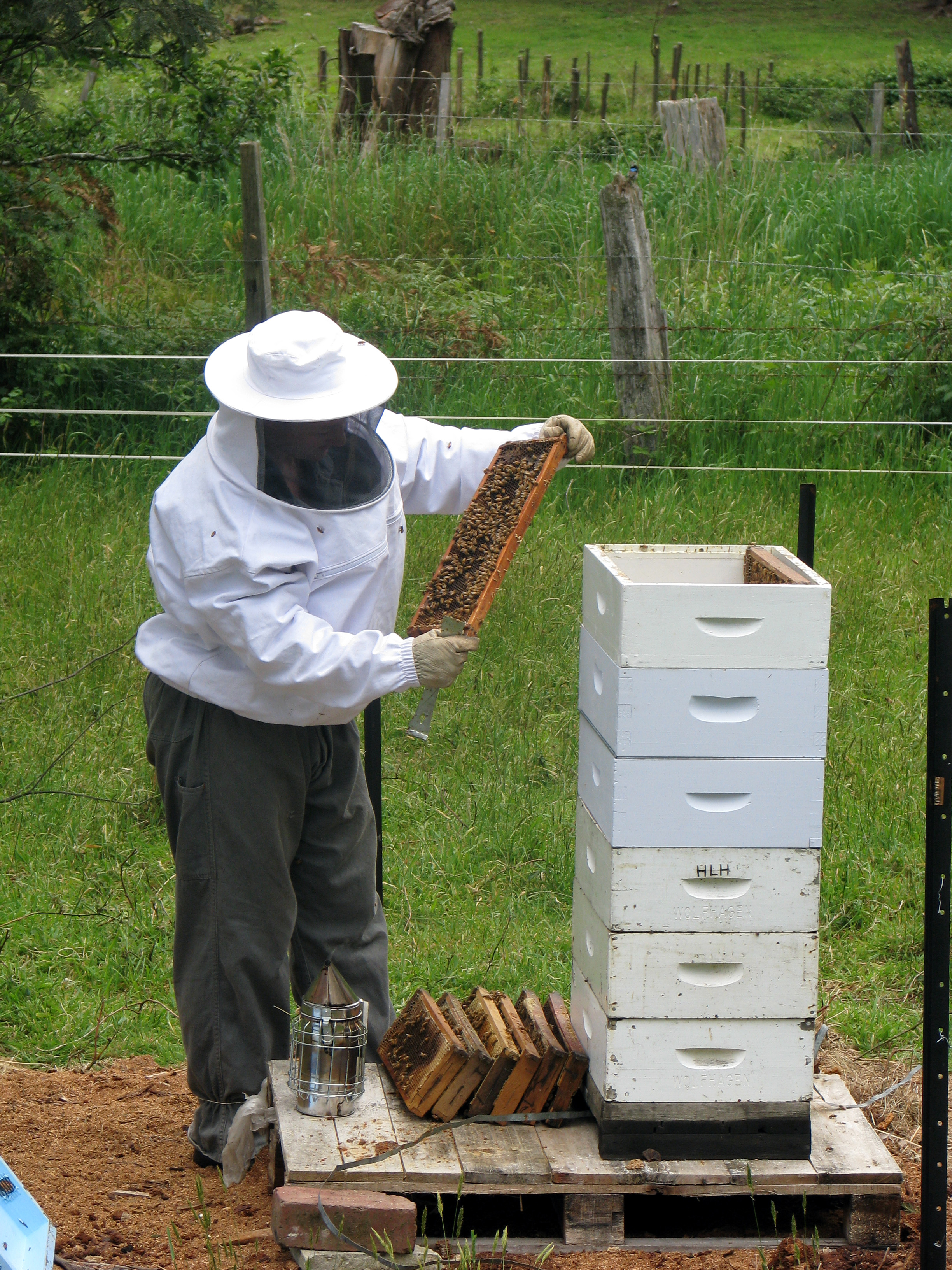 Inspecting the hive