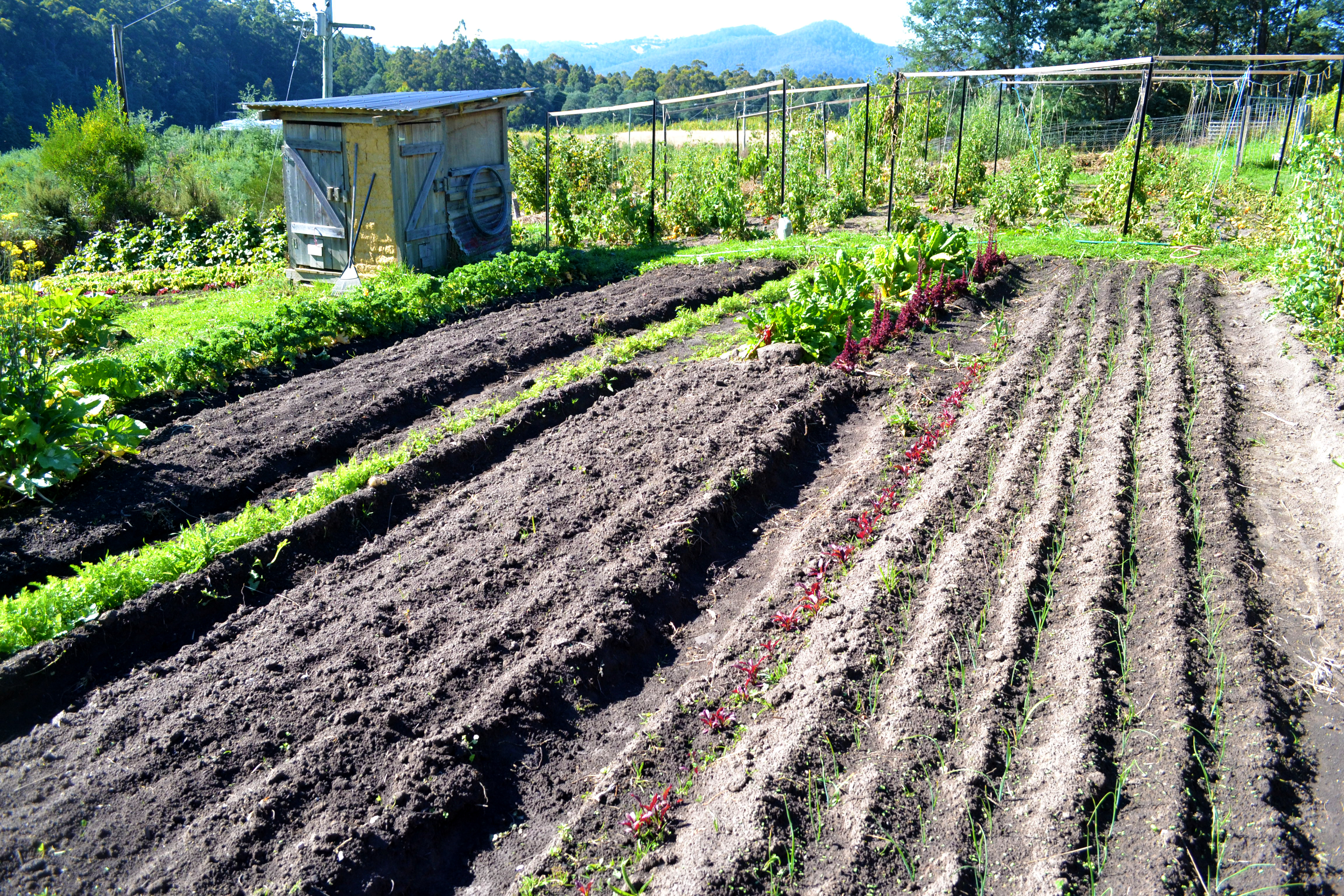 Proof Linda can garden in straight lines