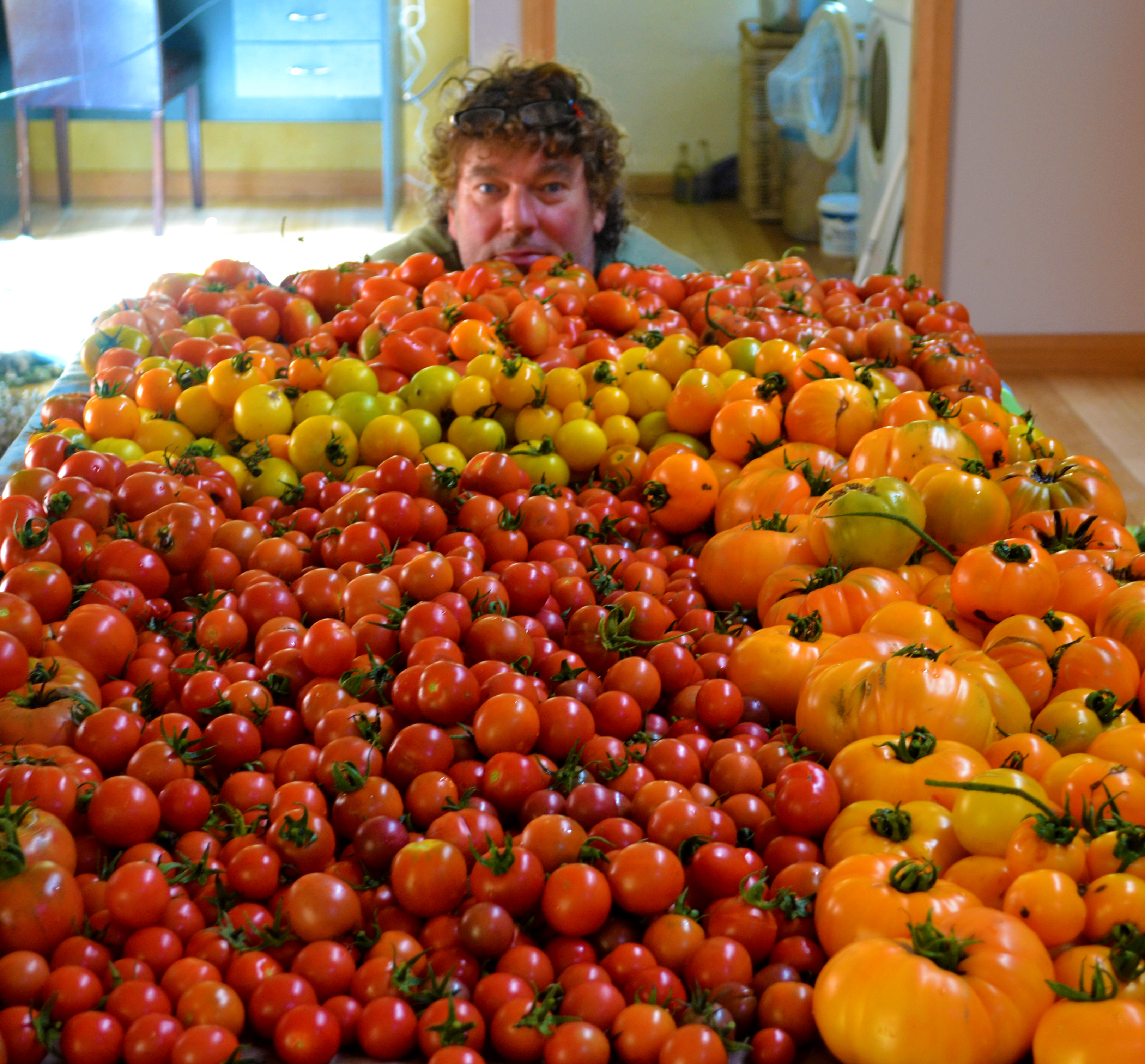 Just a small number of tomatoes to de-seed only another 10 or so tables full to go.